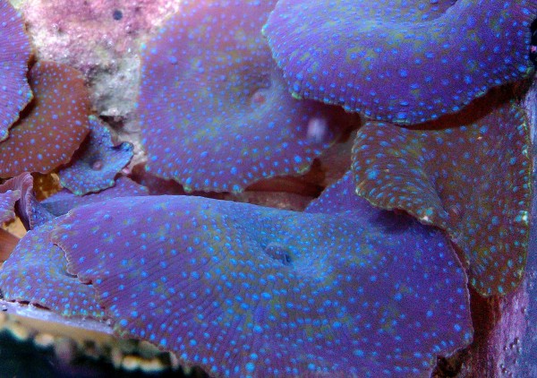 blau mit hellblauen Punkten Discosoma Scheibenanemonen
