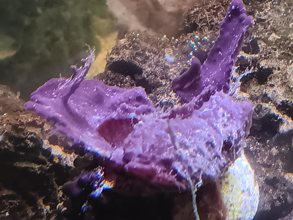 lila Schwamm- deutsche Nachzucht