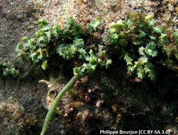 Caulerpa serrulata - Ableger 10-15cm Grünalge - serrated seagrapes