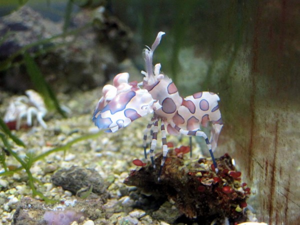 Hymenocera picta - Harlekingarnele