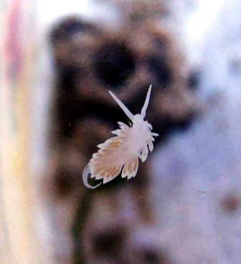 Aeolidiella stephanieae - Berghia verrucicornis - Glasrosenfresser Schnecke DNZ