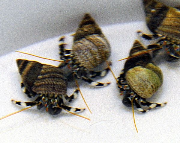 Calcinus laevimanus - WeißhandEinsiedler