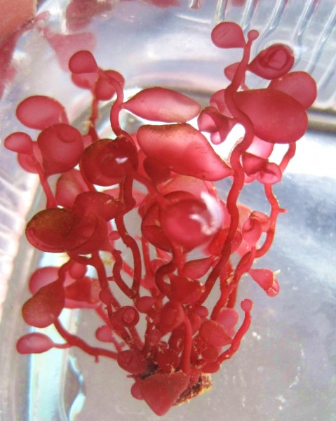 leuchtend rote Blasenrotalge - Botryocladia botryoides - Ableger - circa 4 cm