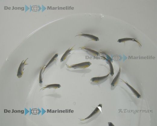 Chromis vanderbilti - blaugelbes Schwalbenschwänzchen - selten zu bekommen