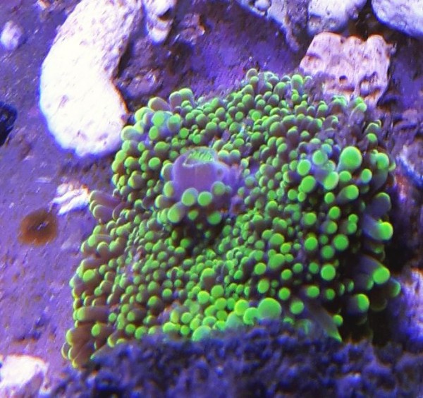 Ricordea yuma grün - Scheibenanemone