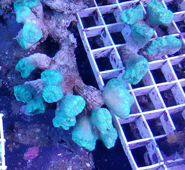 Caulastrea sp - mintgrün - Preis pro Polyp