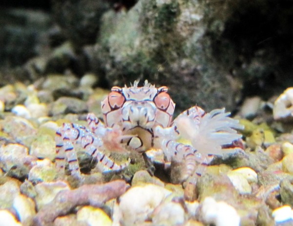 Angebot Lybia tesselata - Boxerkrabbe - ideal für ein Nano - Aquarium