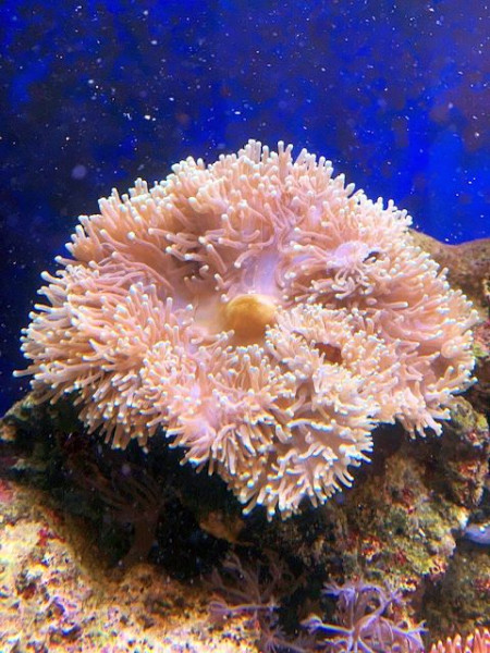 helle Tentakel Heteractis magnifica - Prachtanemone Beisüielbild