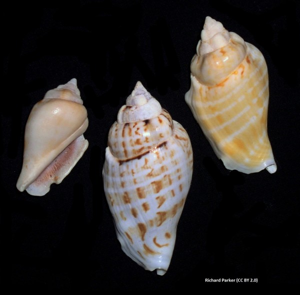 Gibberulus gibberulus - Strombus gibberulus - kleine Flügelschnecke