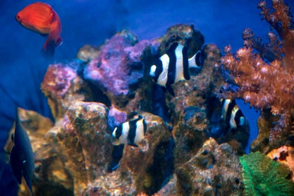 Dascyllus melanurus - Vierbinden-Preußenfisch
