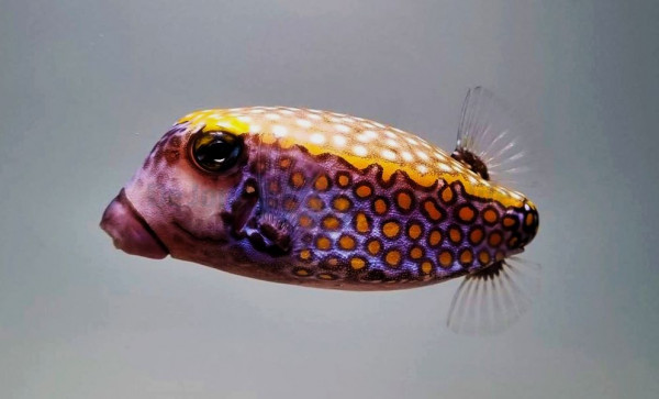 blau gelb Ostracion meleagris Männchen - Weißtüfpel-Kofferfisch
