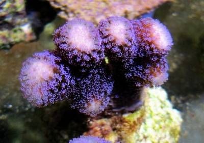 Stylophora milka SPS Beispielbild Größe SM bis 4cm