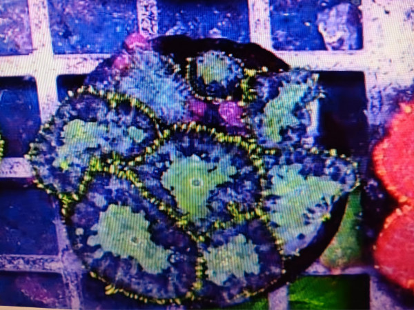 WYSIWYG pro Scheibe blau grün mit gelbem Rand Discosoma Scheibenanemone