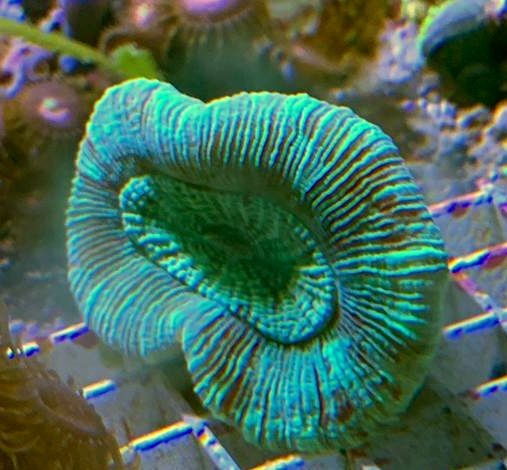 Trachyphyllia, grün Beispielbild