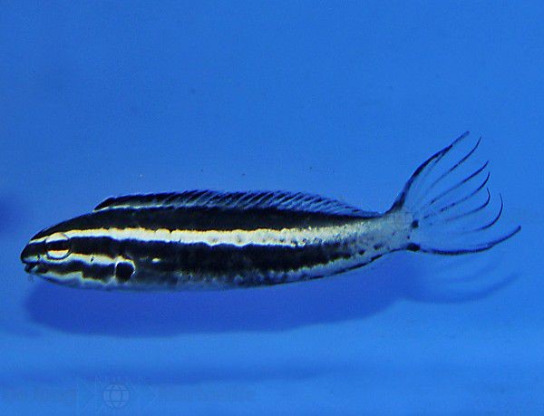 Nachzucht Meiacanthus kamoharai - Schleimfisch