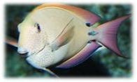 Acanthurus nigrofuscus - brauner Doktor