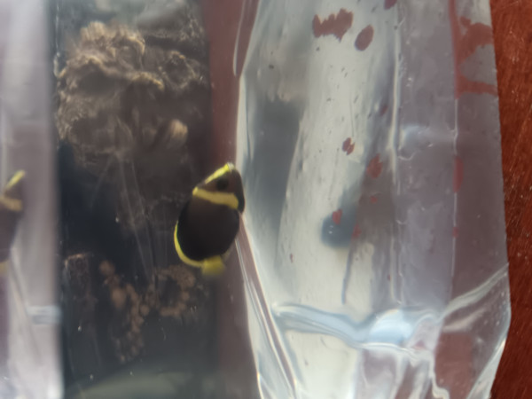 Chaetodontoplus melanosoma - schwarzer Samtkaiserfisch