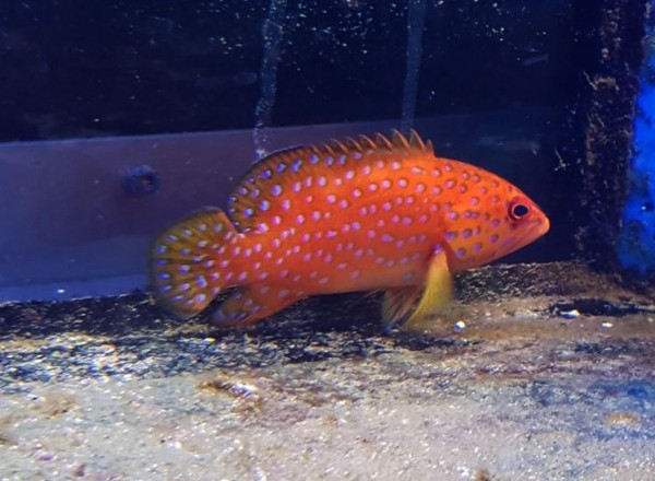 Mit Wartezeit rechnen Cephalopholis miniata - Juwelenzackenbarsch