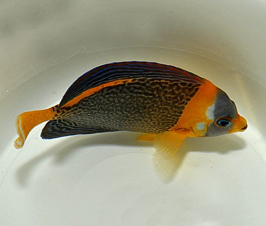 Chaetodontoplus duboulayi - Samtkaiser Weibchen