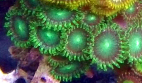 super Krustenanemonen - Ultra Zoanthus extrem grün