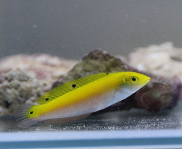 Halichoeres leucoxanthus - gelbweißer Lippfisch