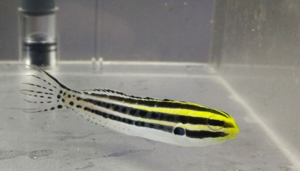 Meiacanthus grammistes - Zebra-Säbelzahnschleimfisch
