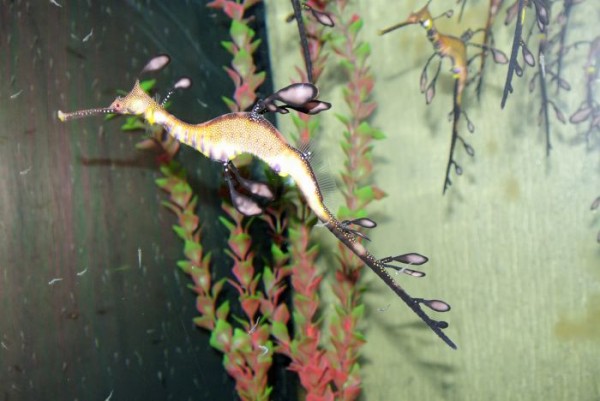 Phyllopterus taeniolatus - Seedrachen Nachzuchtfische - weedy seadragon - nur selten verfügbar