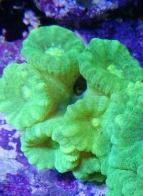 Caulastrea furcata - neongrün - Preis pro Polyp Mindestabnahme 3 Stück