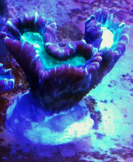 Preis pro Polyp Caulastrea schwarzgrau mit grünem Center