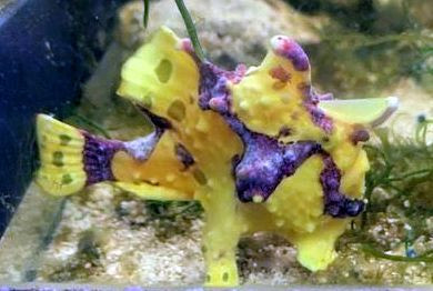 Anglerfisch - Antennarius maculatus - gelb mit rot