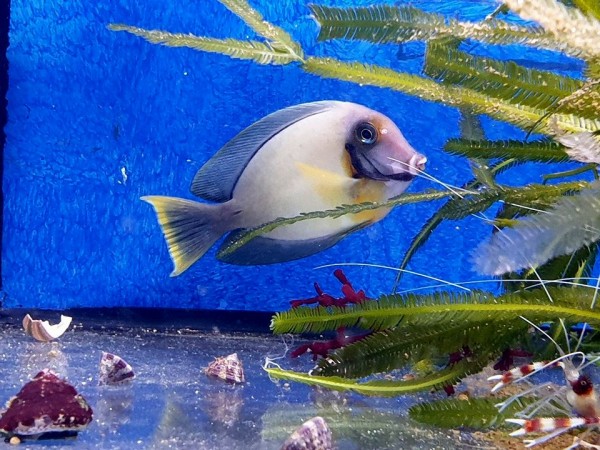 (semi)adult Beispielbild Acanthurus pyroferus - Schokoladendoktor