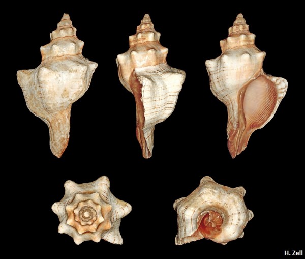 Muschelgehäuse Fasciolaria trapezium ca. 12 - 14 cm