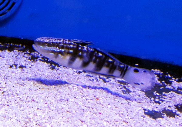 Amblygobius phalaena - Phalaena Grundel