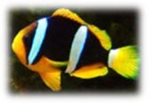 Amphiprion clarkii - Clownfisch