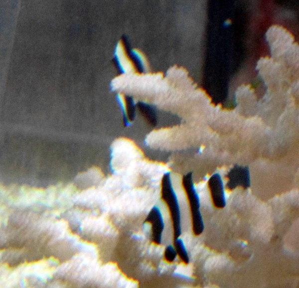 Dascyllus melanurus - Vierbinden-Preußenfisch