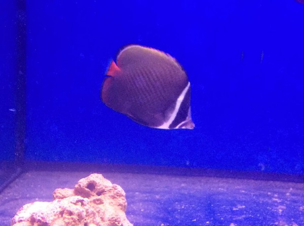 Chaetodon collare - Halsband - Falterfisch