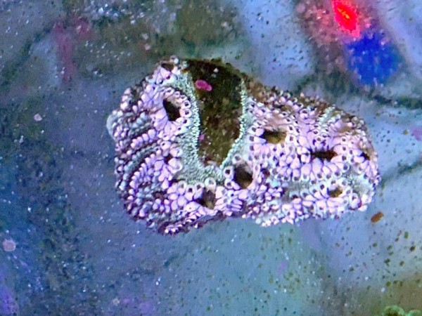 DNZ WYSIWYG ca 3cm Mäanderseescheide - Botrylloides sp. 01