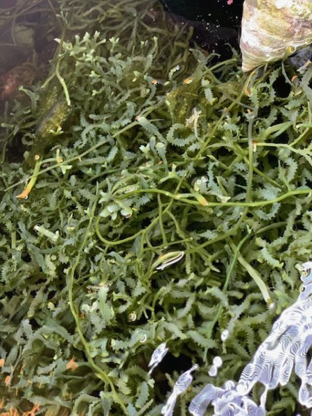 Caulerpa brachypus 0,5L