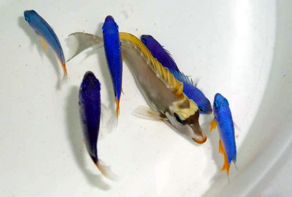 Naso elegans - Indischer Gelbklingen-Nasendoktor SM