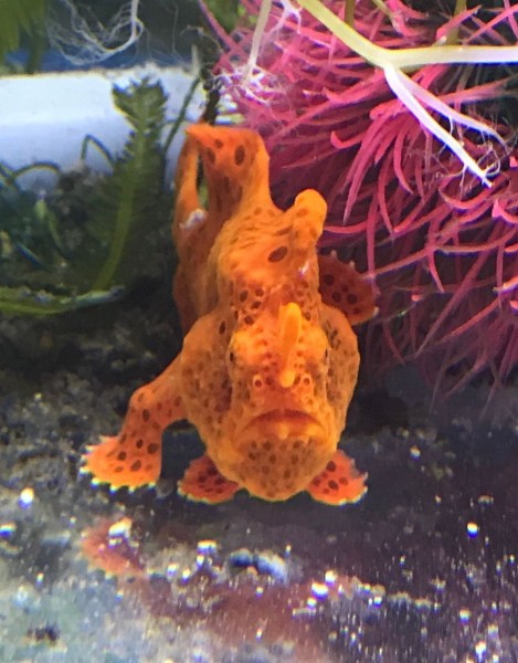 Beispielbild oranger oder roter Antennarius sp. Anglerfisch