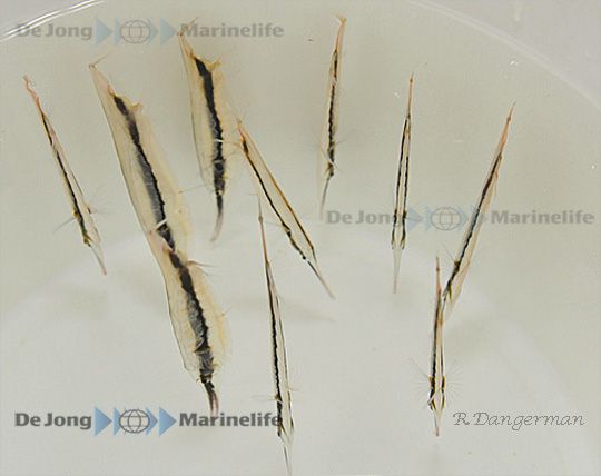 Aeoliscus strigatus Rasiermesserfisch Sonstige Fische