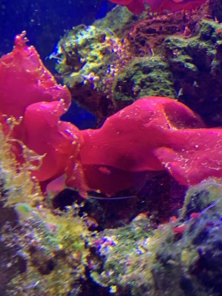 leuchtend rote Alge Rotalge Meersalat- Kallymenia reniformis- Ableger - circa 4 cm ohne Substrat