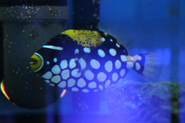 Balistoides conspicillum - Leoparden Drückerfisch SM