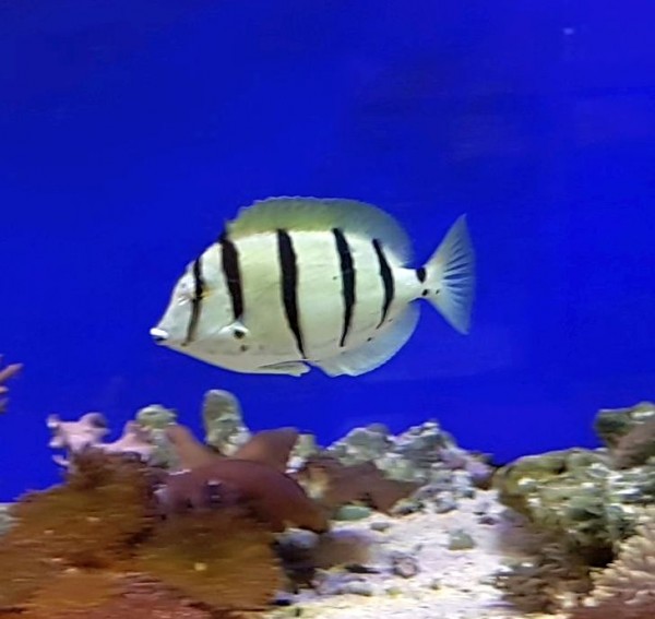 Acanthurus triostegus - Gitter-Doktorfisch