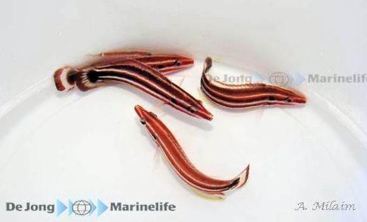 Bodianus sepiacaudus sp - Zuckerstangen Lippfisch