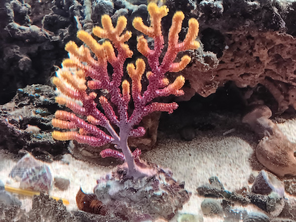 farbwechselnde Gorgonie - Echinogorgia sp.