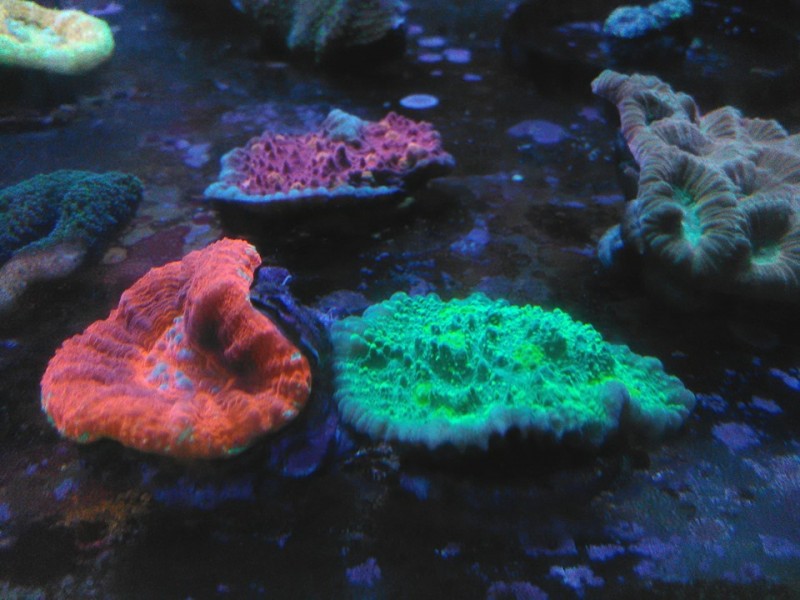 Meeresaquaristik Und Seepferdchen Aquarium Bei Seepferdchen24 Seepferdchen24 Meeresaquaristik Gmbh