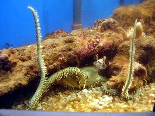 Ophiarachna incrassata - olivgrüner Schlangenstern