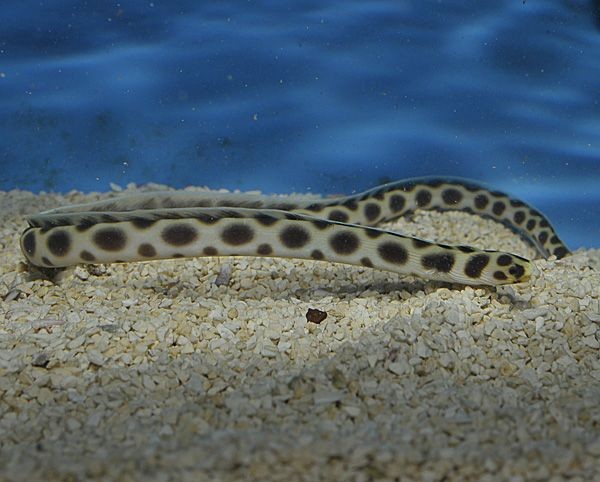 Myrichthys maculous - Flecken-Schlangenaal