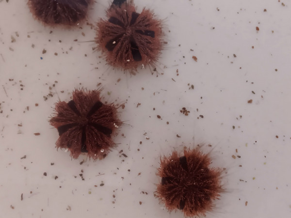 Mespillia globulus - rötlich mit schwarz - Kugelseeigel
